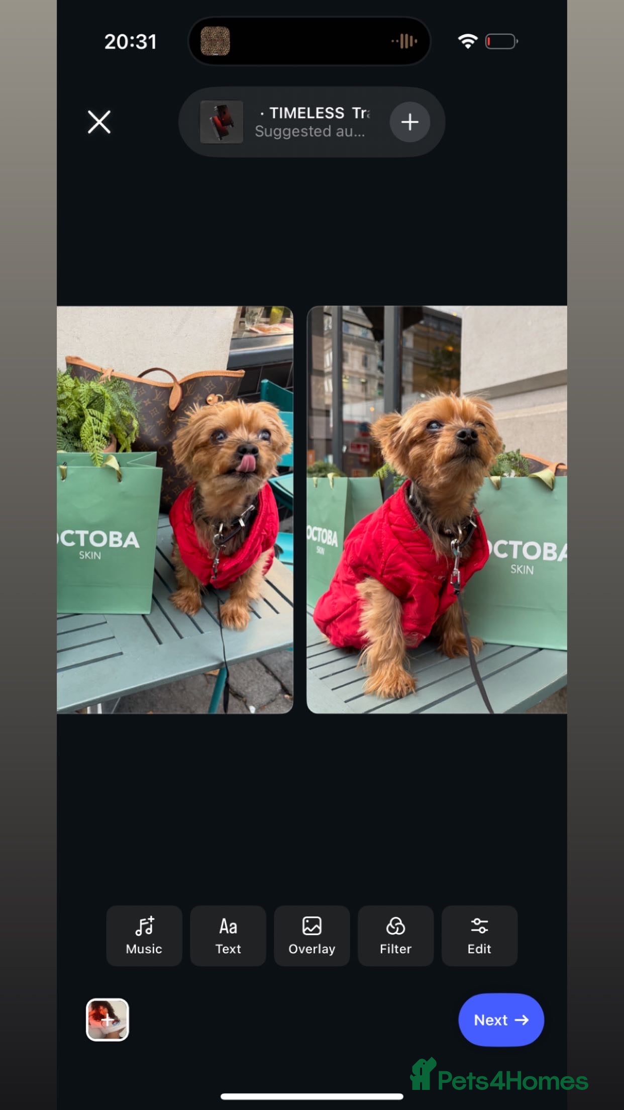 Yorkshire Terrier dogs Miniature Yorkshire terrier - Advert 14