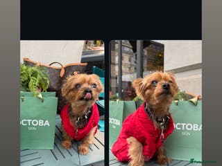 Yorkshire Terrier dogs Miniature Yorkshire terrier - Advert 7