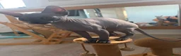 Sphynx cats for sale: Stunning sphinx kittens ready now - Advert 9