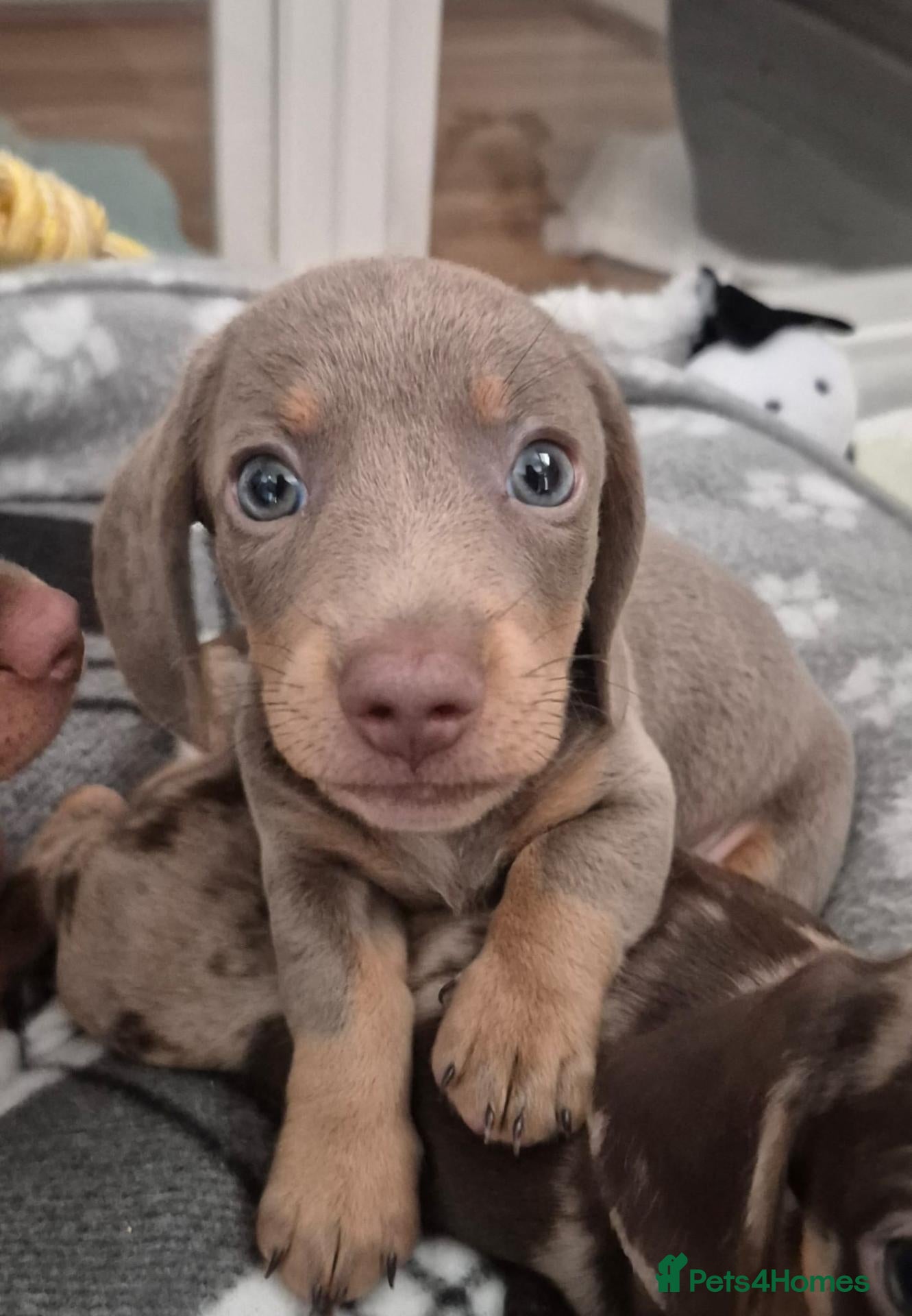 Miniature Dachshund dogs LAST 2! Beautiful Miniature Dachshund puppies.  - Advert 15