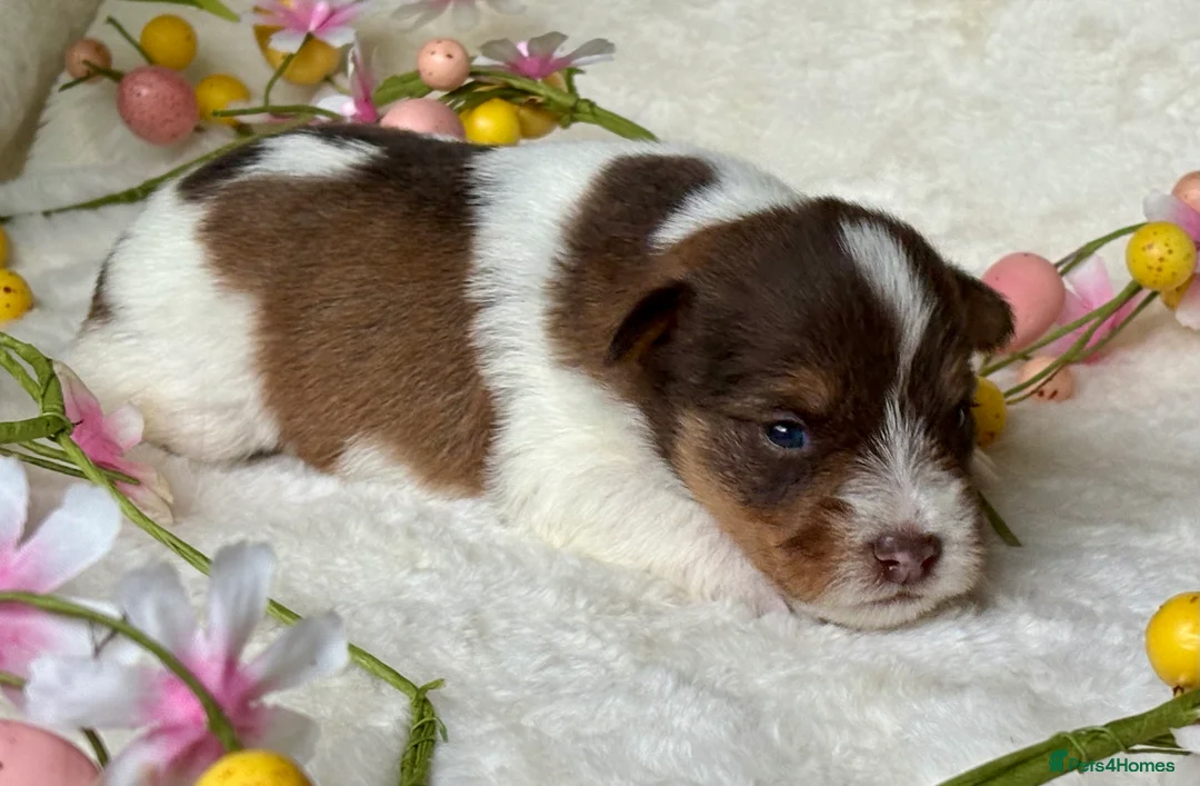 Miniature Schnauzer dogs for sale: Last KC Chocolate Parti Mini Schnauzer - Advert 11