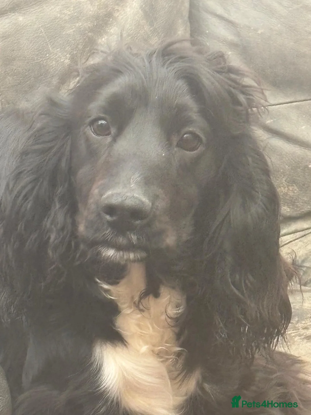 Cocker Spaniel dogs for sale: Sweet natured 1yo Black & White Cocker Spaniel in Nottingham - Advert 2