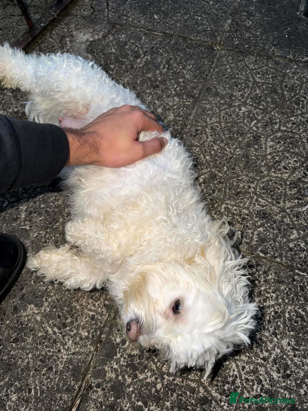 Bichon Frise dogs for sale: 3 Beautifuls puppy Bichon Maltese  - Advert 11
