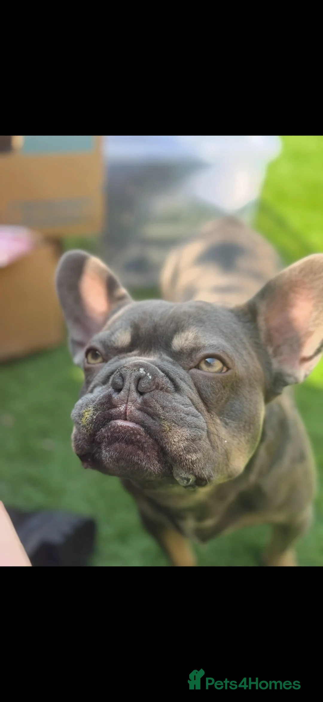 French Bulldog dogs for sale: 3.5 year old neutered French bulldog  - Advert 4