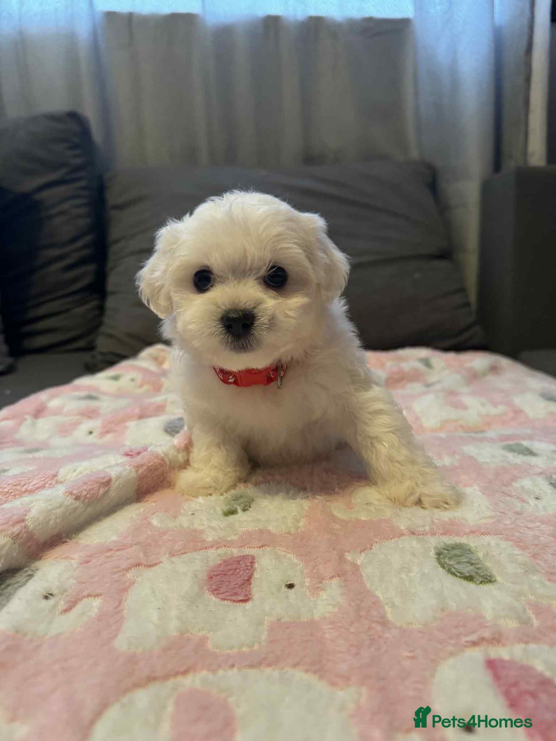 Maltese dogs for sale: Maltese puppies - Image 16