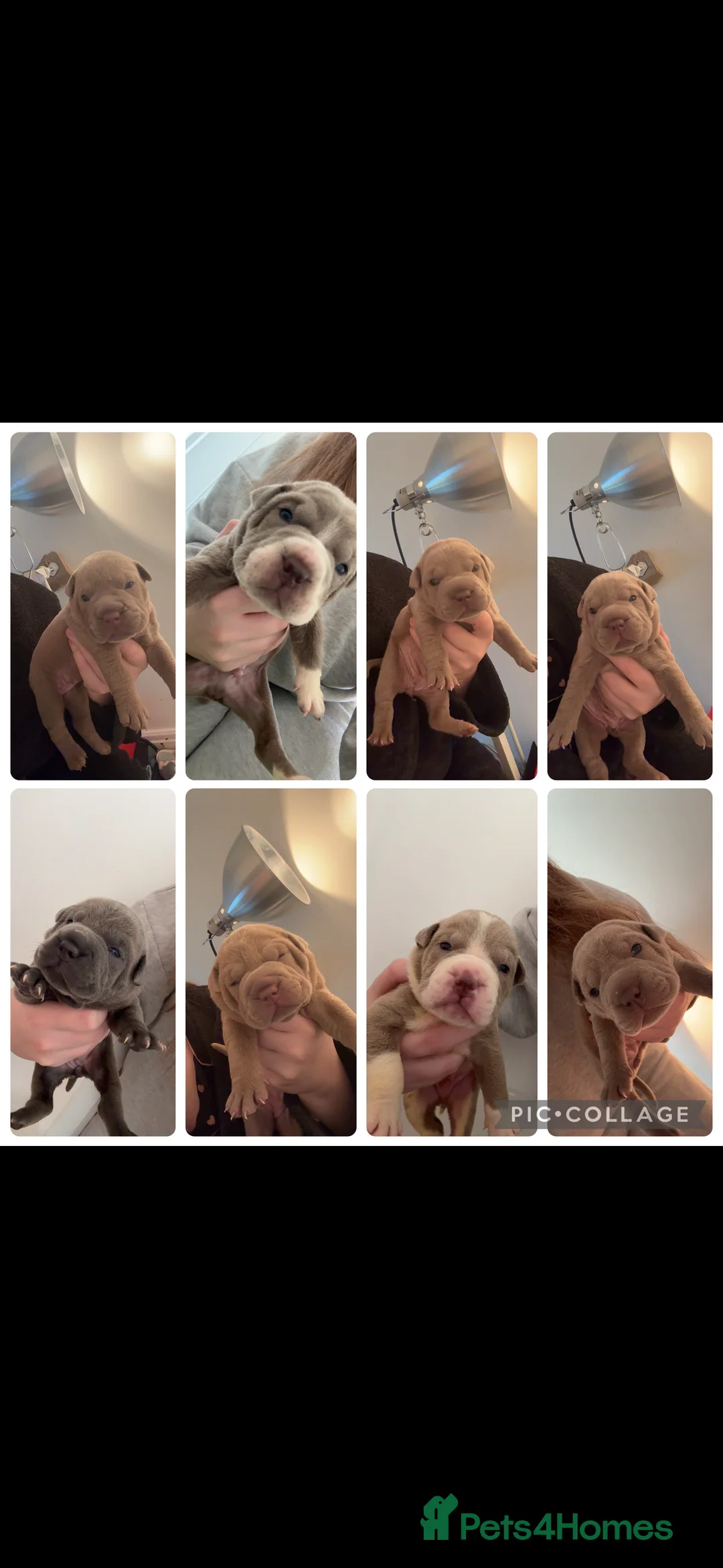 Mixed Breed dogs for sale: Bull-pei pups 🐶  in Preston - Advert 3