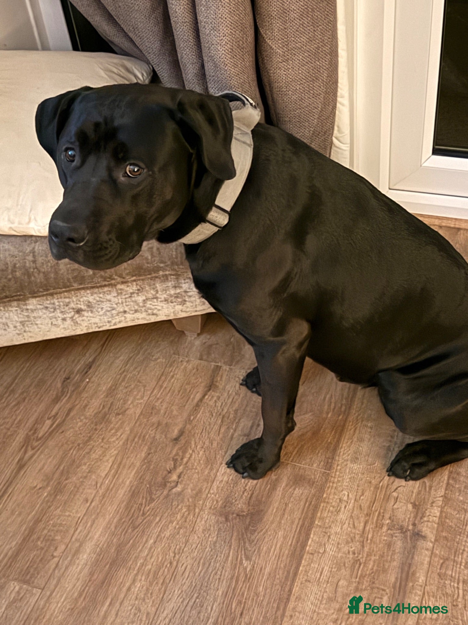 Mixed Breed dogs Pablo  - Advert 9