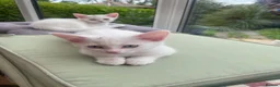 Mixed Breed cats for sale: 3 gorgeous white kittens 12 weeks old - Advert 3
