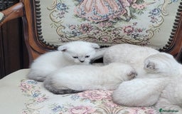 Scottish Fold cats for sale: Scottish fold kittens with blue eyes  - Image 16