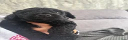 Sproodle dogs for sale: Quality f2b sproodles PRA Clear - Advert 11