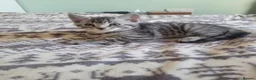 Mixed Breed cats for sale: Kittens for sale - Advert 37