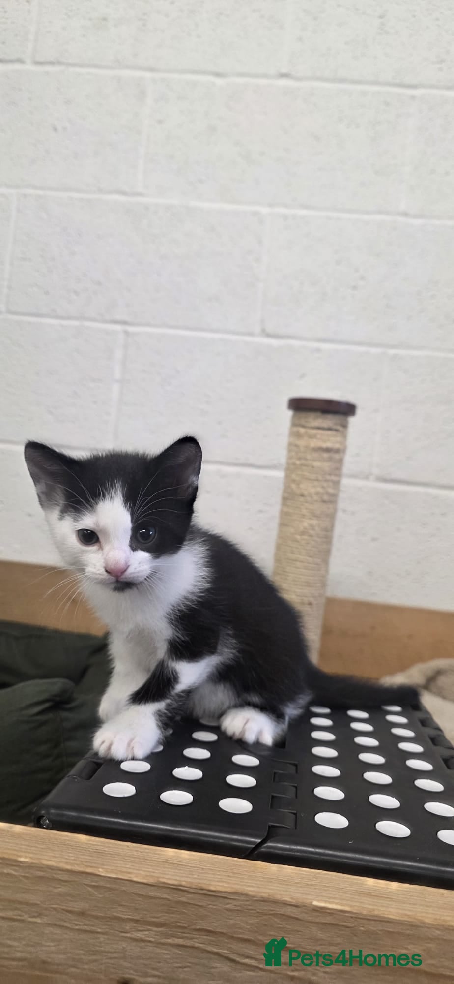 Domestic Shorthair cats for sale: 5 stunning black, ginger and white kittens - Advert 23