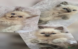 Siberian cats for sale: GCCF champion bloodline siberian nevas - Image 2