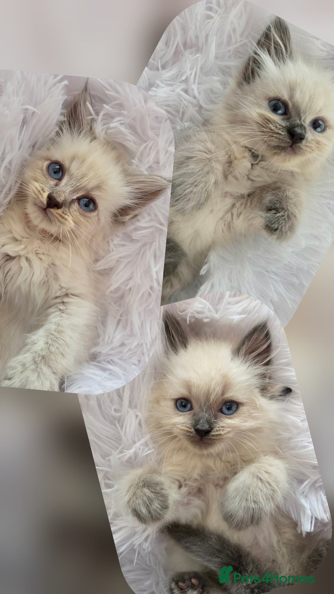 Siberian cats for sale: GCCF champion bloodline siberian nevas - Image 2