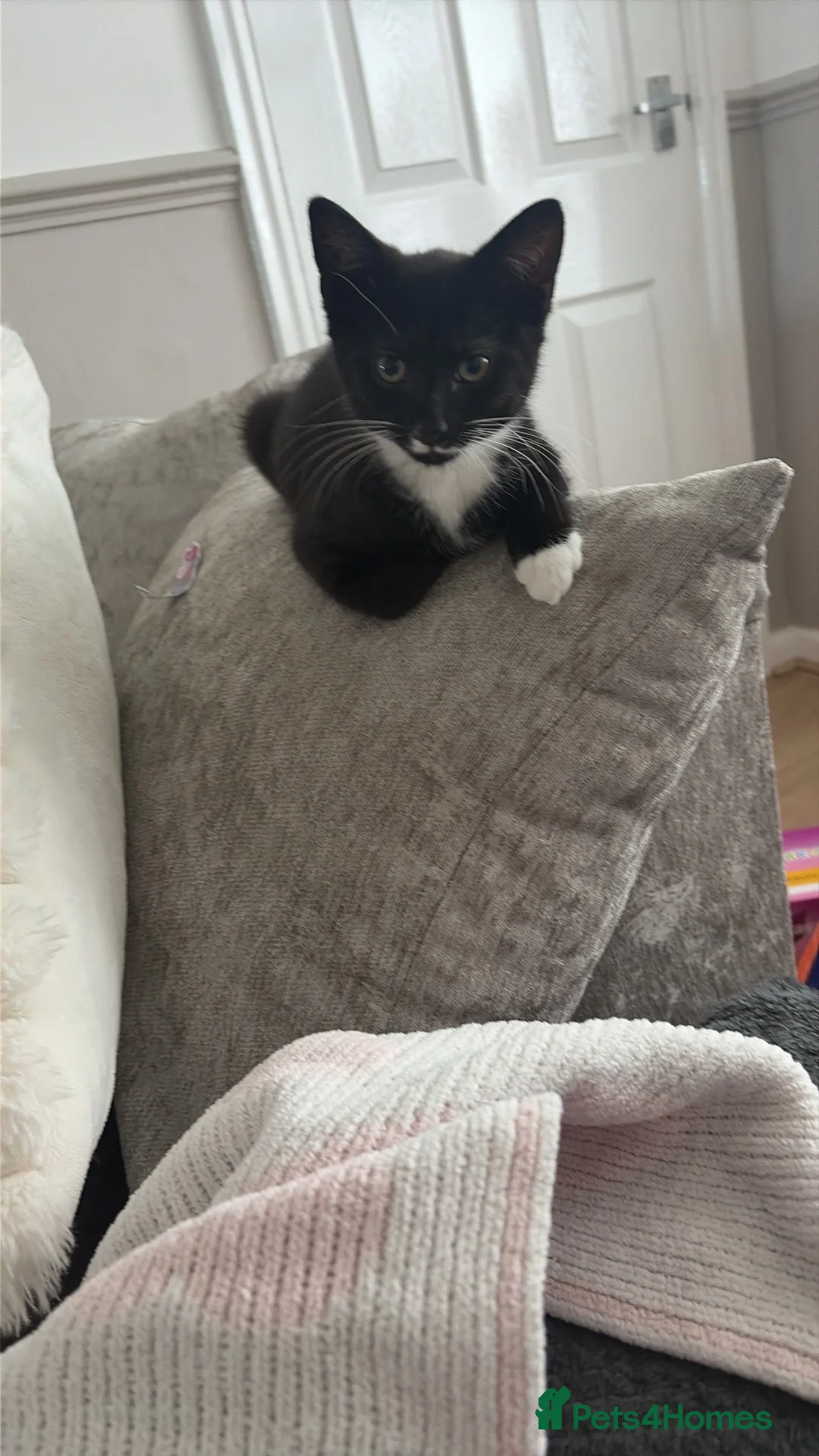 Mixed Breed cats for sale: Kitten for sale in Wednesbury - Advert 2