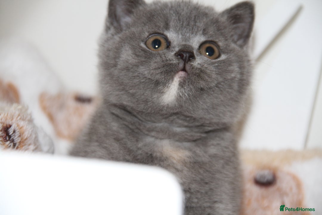 British Shorthair cats for sale: British Shorthairs. kittens - Image 9