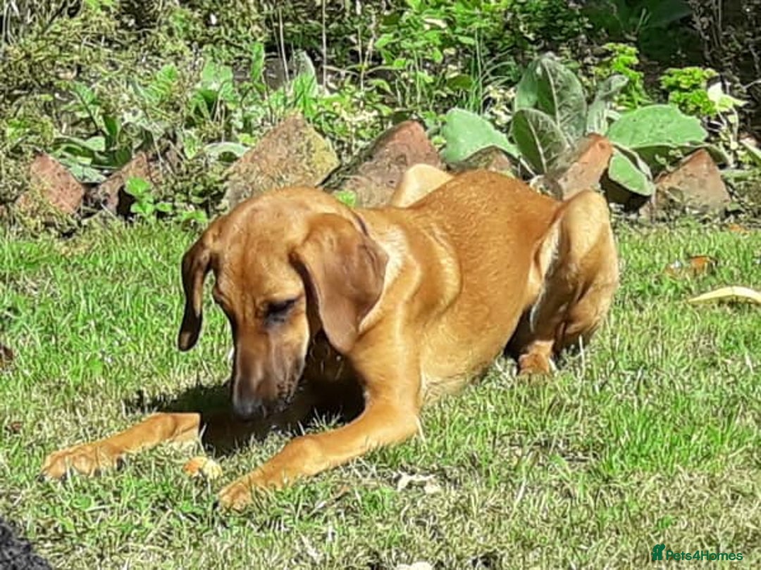 Mixed Breed dogs for adoption: Sweet Lily 5 months old Seguigio Cross - Image 5