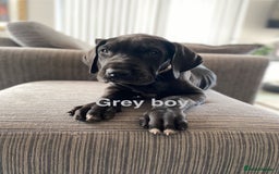 Great Dane dogs for sale: Gorgeous Black Great Dane Puppies - Image 7