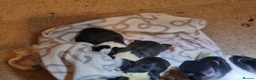 Boston Terrier dogs for sale: Boston Terrier puppy for sale.  - Advert 9