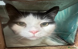 Mixed Breed cats for adoption: Rescue cat Momo needs quiet new home - Image 2