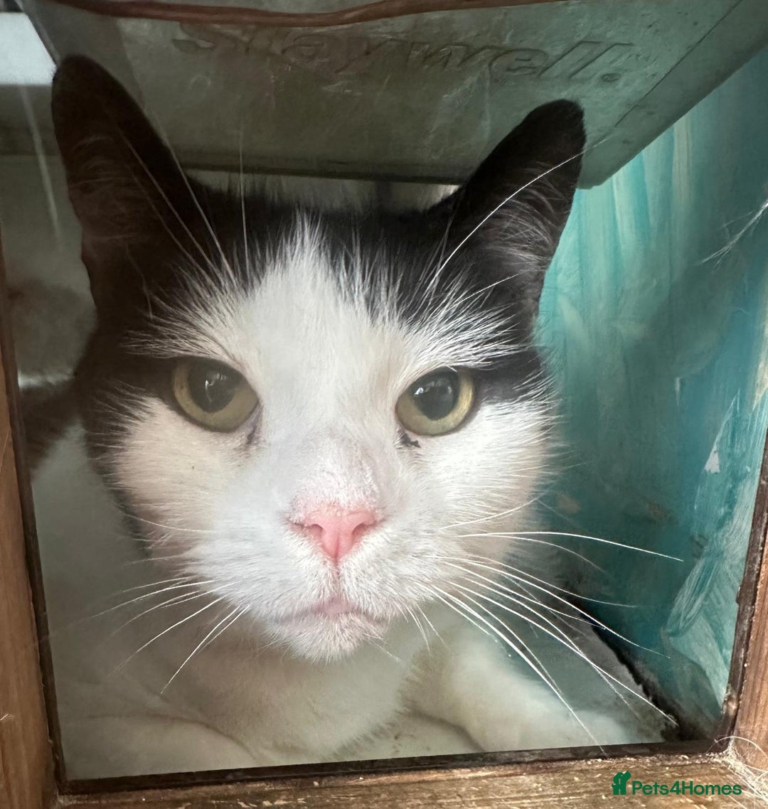 Mixed Breed cats for adoption: Rescue cat Momo needs quiet new home - Image 2