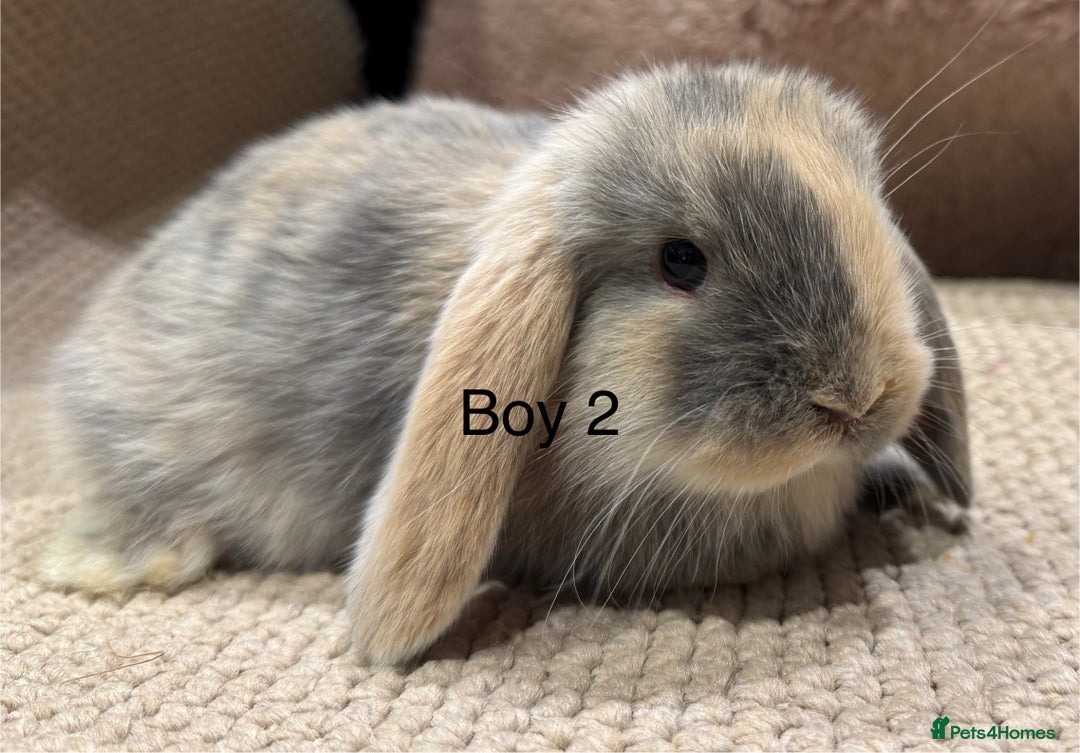 Mini Lop rabbits for sale: 🌸 Harlequin mini lops 🌸 ready to reserve  - Image 6