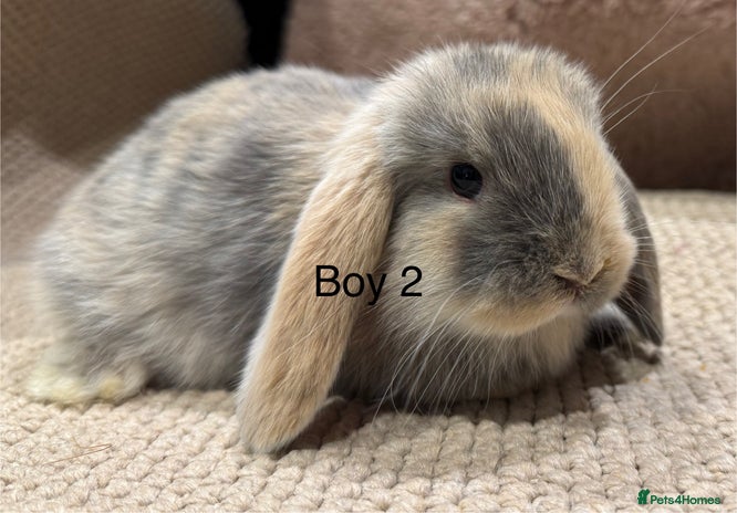 Mini Lop rabbits - Advert 2