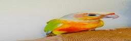 Conures birds for sale: Beautiful tammed Suncheek conure - Advert 4