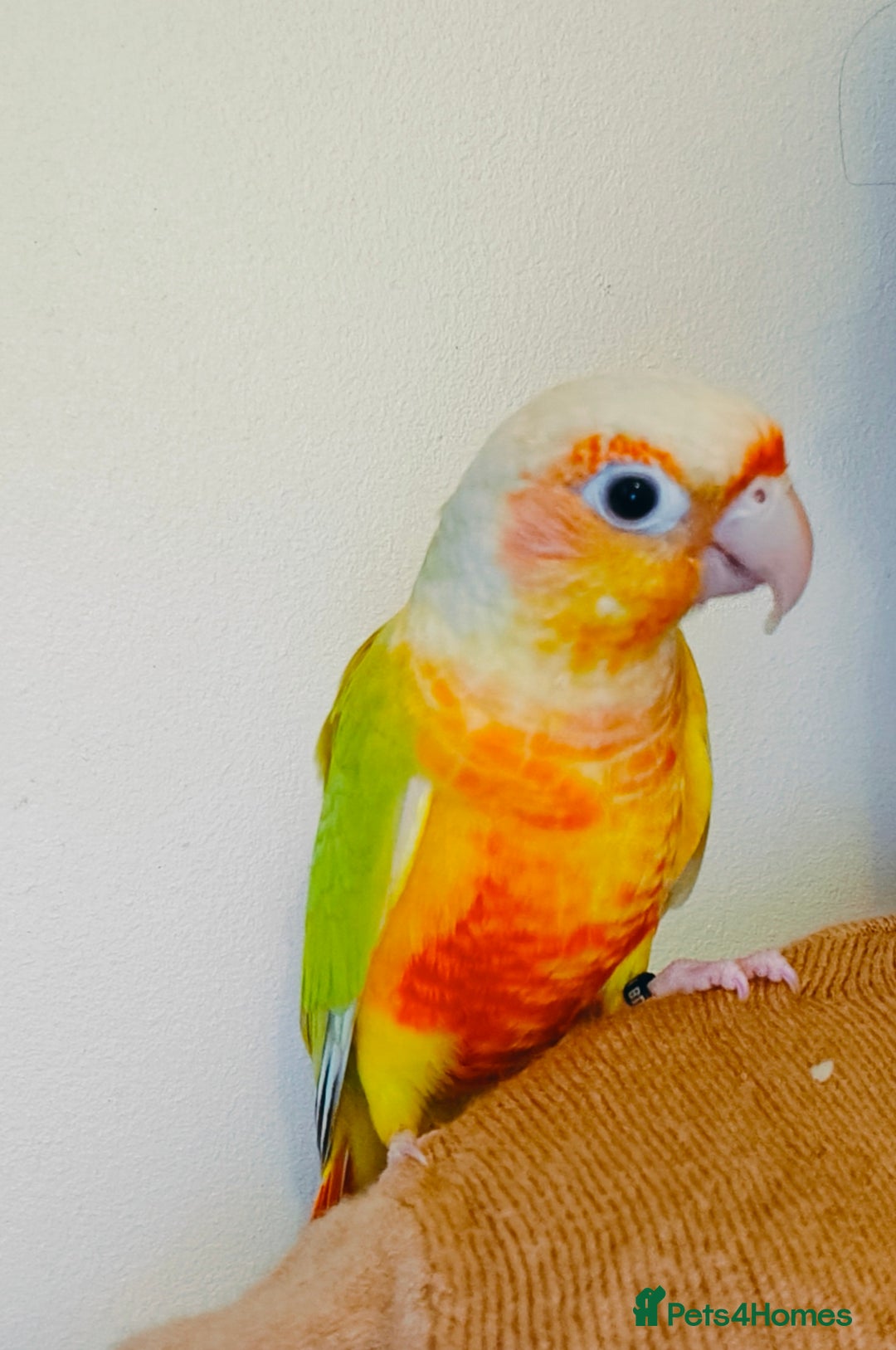 Conures birds for sale: Beautiful tammed Suncheek conure - Advert 4