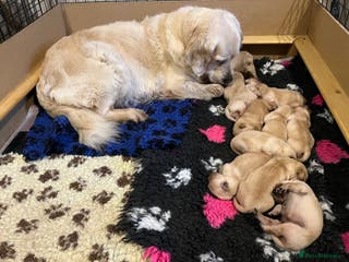 Golden Retriever dogs Golden Retriever puppies for sale- KC Devontriever - Advert 3