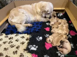 Golden Retriever dogs Golden Retriever puppies for sale- KC Devontriever - Advert 4