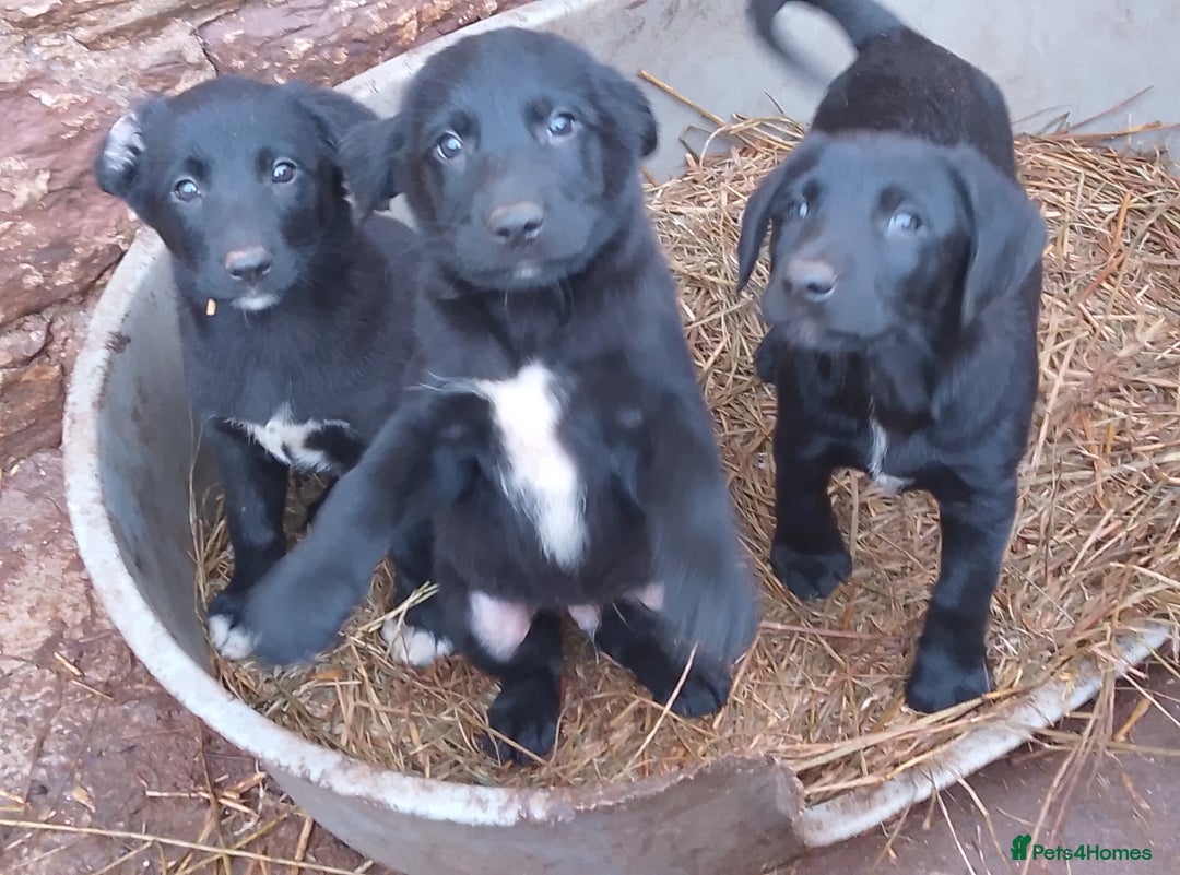 Mixed Breed dogs for sale: Collie X Sheepdog Puppies - Advert 1