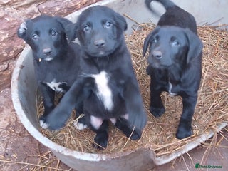 Mixed Breed dogs Collie X Sheepdog Puppies - Advert 2