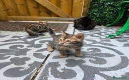 Bengal cats for sale: ✨ Bengal Kittens Looking for Loving Homes ✨ - Image 11
