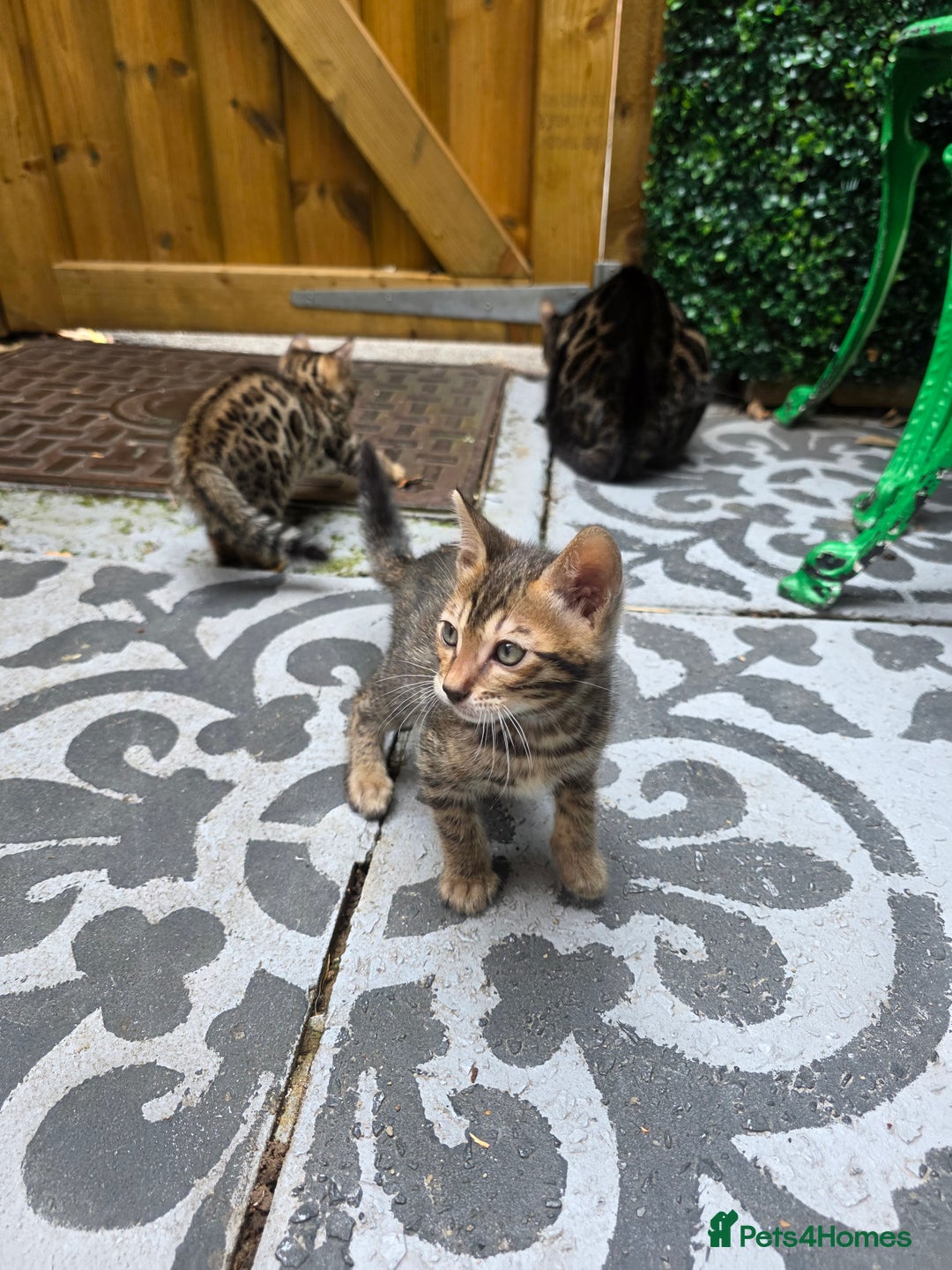 Bengal cats for sale: ✨ Bengal Kittens Looking for Loving Homes ✨ - Image 11