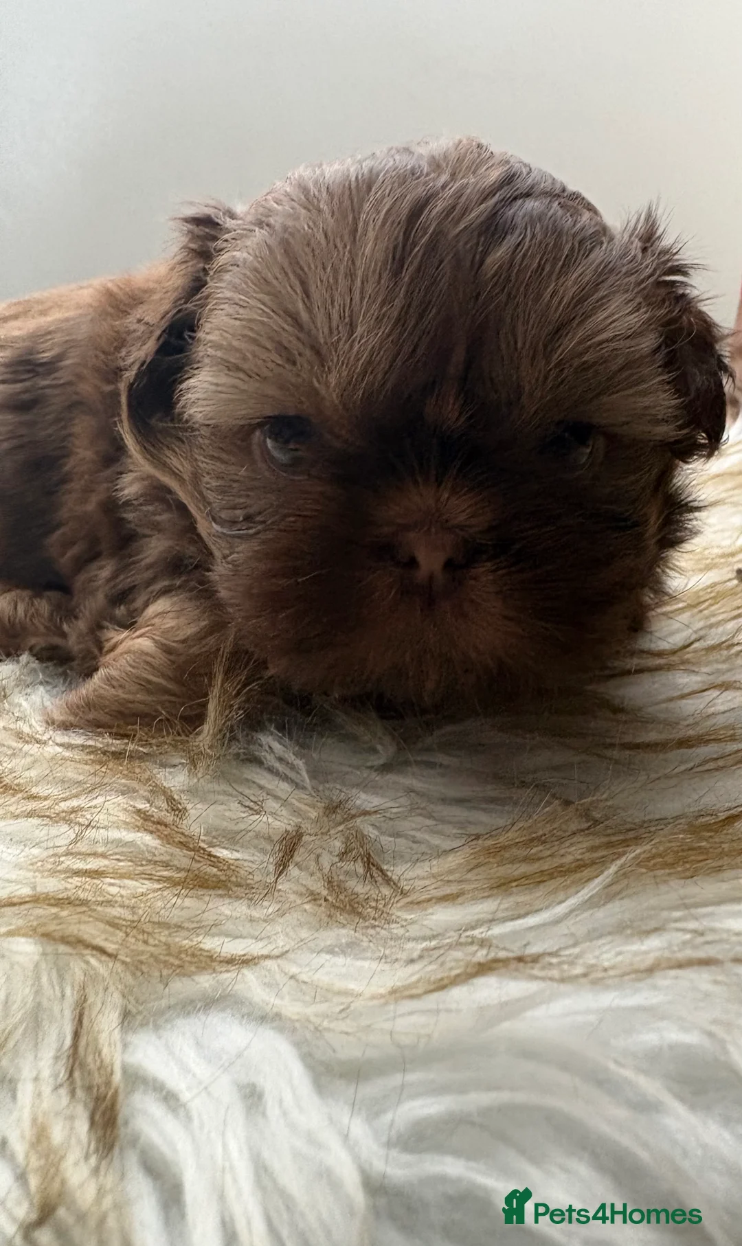 Shih Tzu dogs for sale: 3 Beautiful Puppys - Advert 17