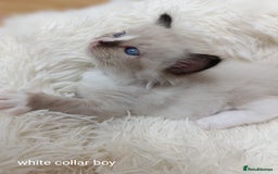 Ragdoll cats for sale: Adorable Ragdoll kittens - Image 20
