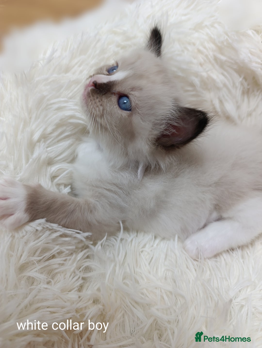 Ragdoll cats for sale: Adorable Ragdoll kittens - Image 20
