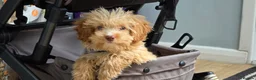 Cavapoo dogs for sale: Toy Cavapoo Puppy, Exceptionally Well Socialised - Advert 11