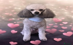 Cockapoo dogs for sale: American cockapoos - waiting list open  in Verwood - Image 10