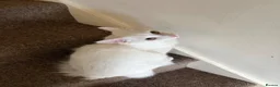 Turkish Angora cats for sale: 8 month old Male Kitten Urgently Seeking Home - Advert 4