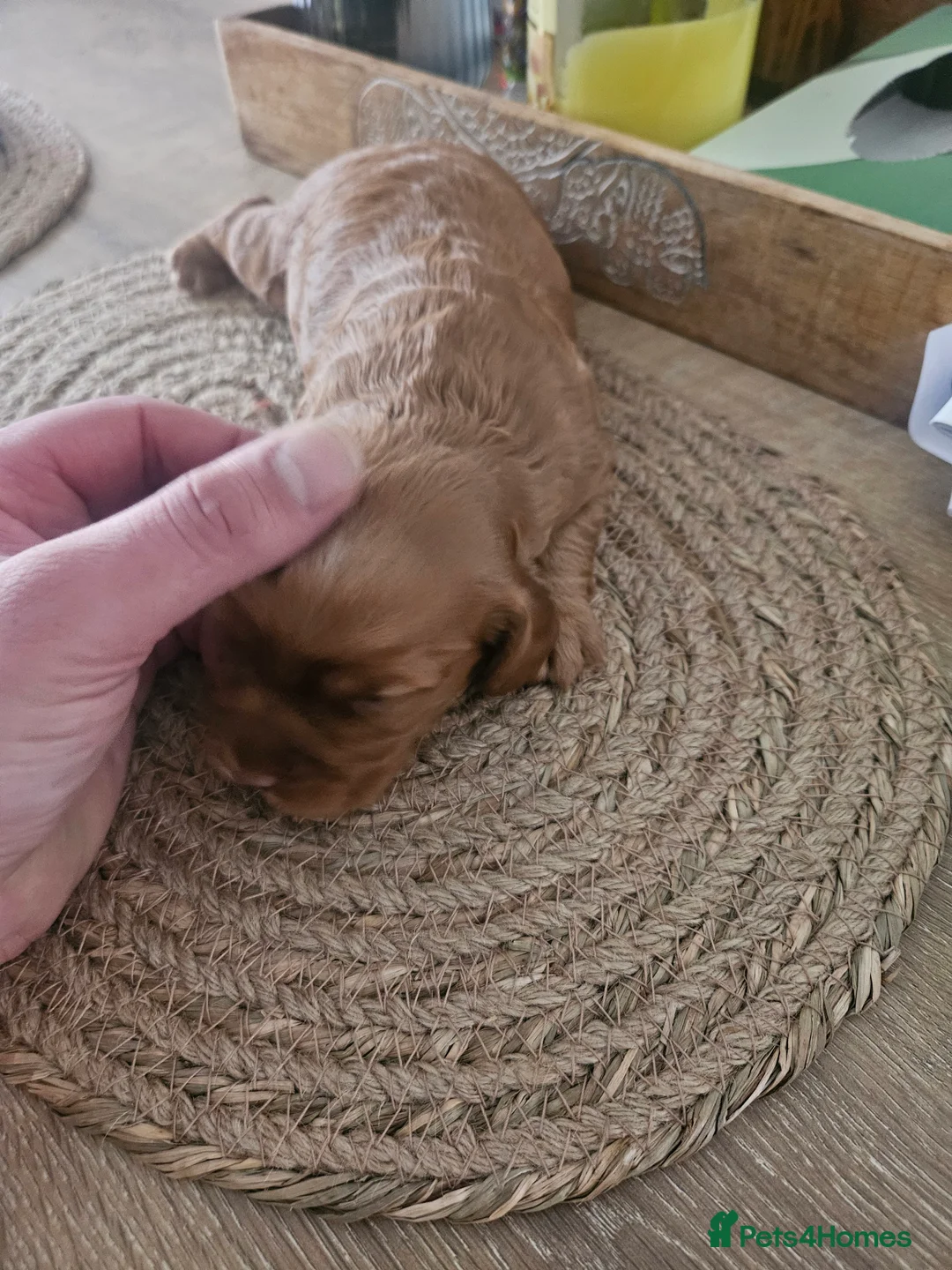 Cocker Spaniel dogs for sale: Cocker spaniel pure breed pupies,working  in Doncaster - Advert 2