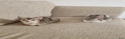 Abyssinian cats for sale: GCCF-registered usual silver Abyssinian kitten - Advert 4