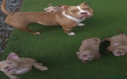 American Bully dogs for sale: Champagne, Chocolate, Merle Micro Pocket Bullys  in Wilmslow - Image 13