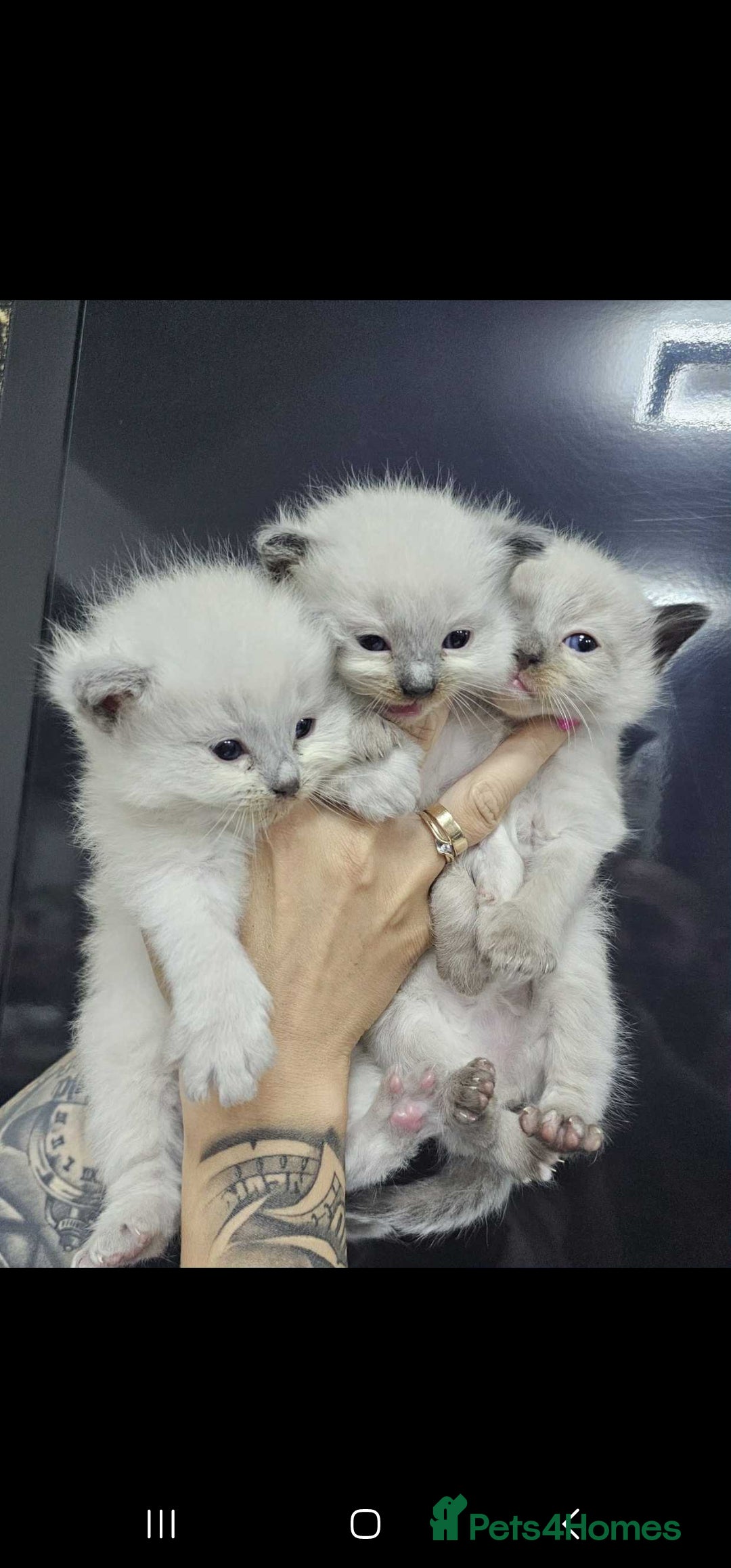 Ragdoll cats for sale: Ragdoll kittens  - Image 2