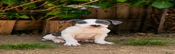 Mixed Breed dogs for sale: Loving Staffy x American Bulldog Pups - Ready Now  - Advert 10