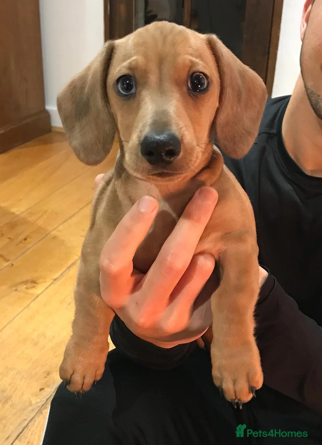 Miniature Dachshund dogs for stud: KC Reg Red Dapple Miniature Daschund Stud in Sheffield - Advert 10