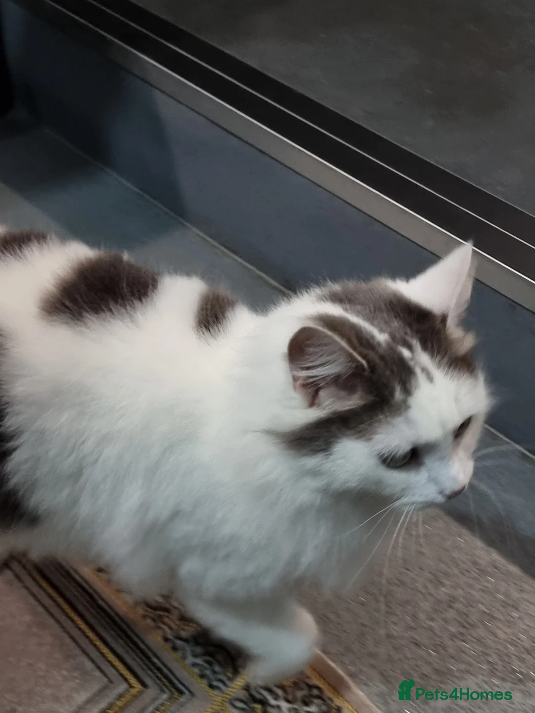 Mixed Breed cats for sale: Female cat - Advert 3