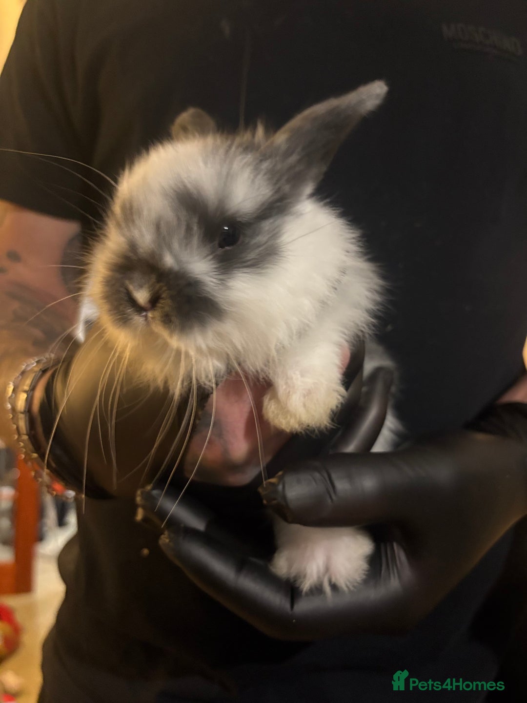 Mini Lop rabbits for sale: 🐰 Adorable full breed Lop Bunnies - Advert 9