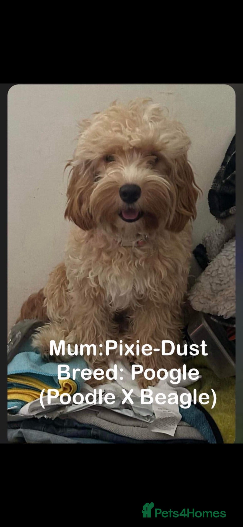 Mixed Breed dogs Poodle x begale xshih tzu x bichon frise - Advert 3